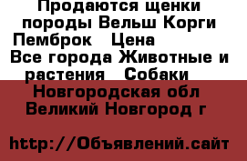 Продаются щенки породы Вельш Корги Пемброк › Цена ­ 40 000 - Все города Животные и растения » Собаки   . Новгородская обл.,Великий Новгород г.